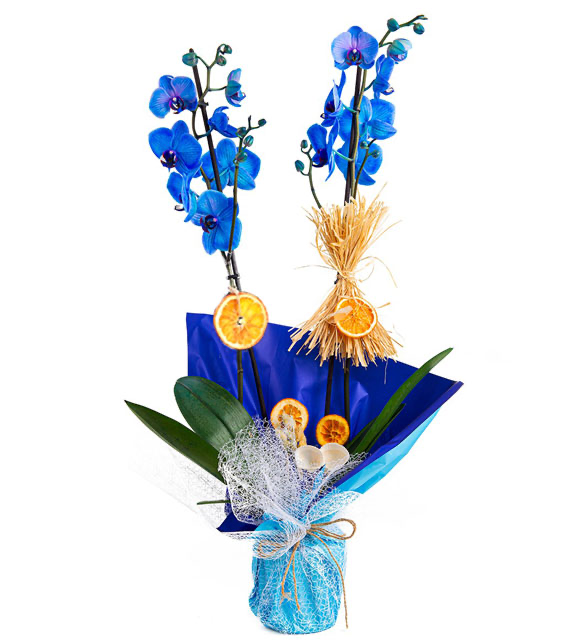 İTHAL 2 Dal Mavi Phalaenopsis 
