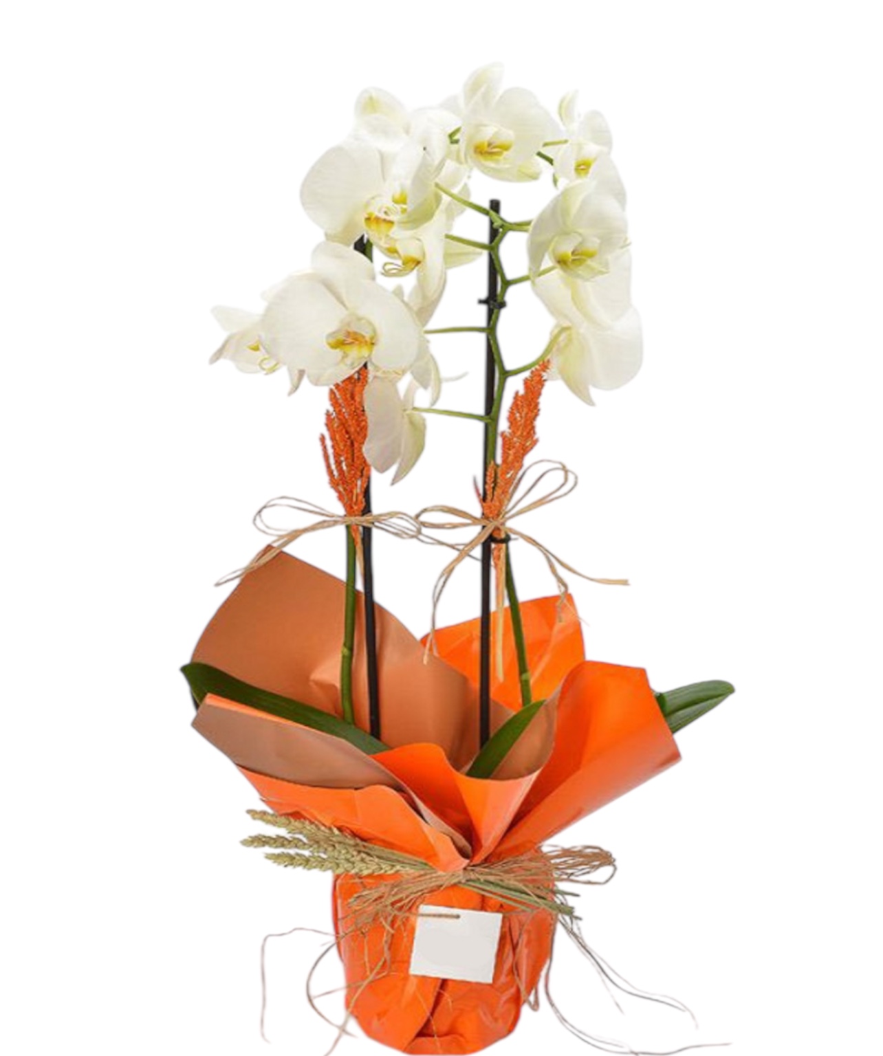 white butik orkide 
